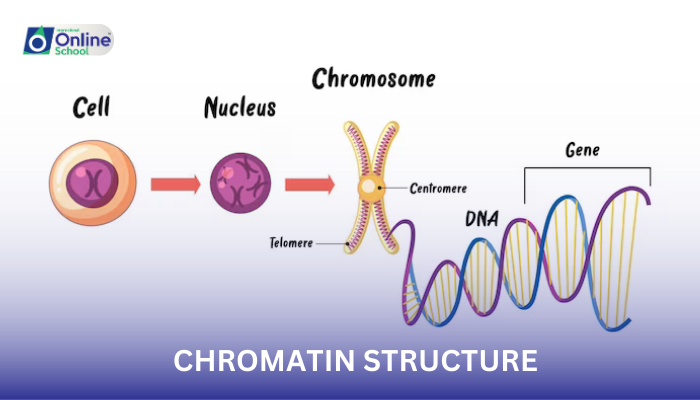 Lesson 03: Chromatin Structure